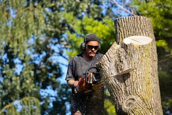 Tree Service Springfield IL for Fast and Reliable Tree Removal