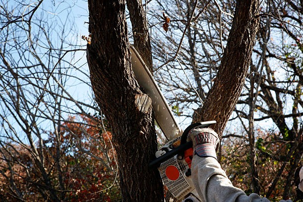 Affordable Tree Removal Near Me with Professional Cleanup Included