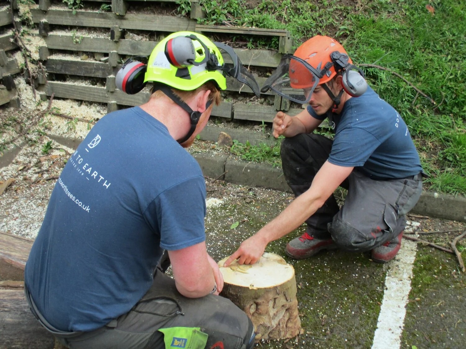 Keep Your Trees Healthy with Heald green tree surgeon Expert Support