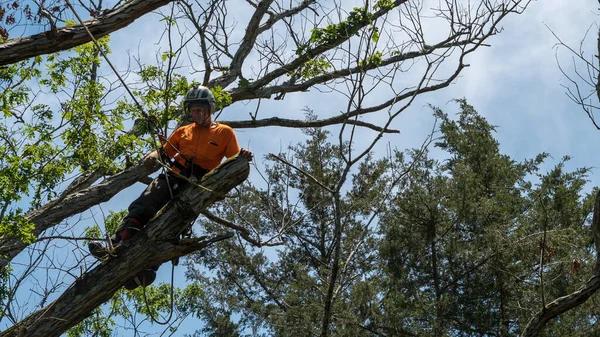 Quality Shelton WA Tree Removal Services at Competitive Rates