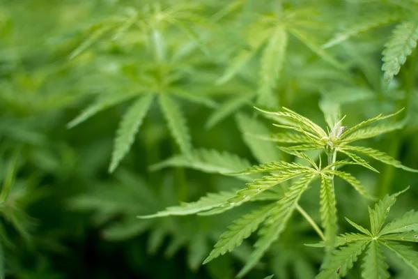 A Smarter Approach to Buying Hemp Products Online